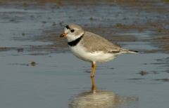 Piping Plover - 1