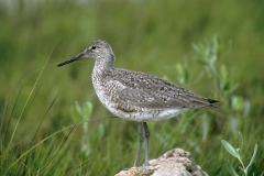 Willet - 1
