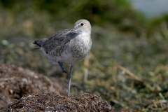 Willet - 2
