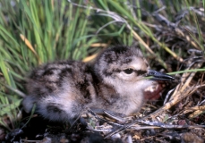 Willet hatchling - 3