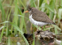 Spotted Sandpiper - breeding plumage - 1