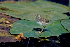 Spotted Sandpiper chick - 2