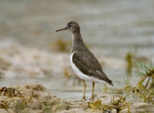 Spotted Sandpiper non-breeding - 3