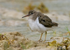 Spotted Sandpiper - non-breeding - 4