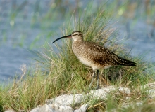 Whimbrel