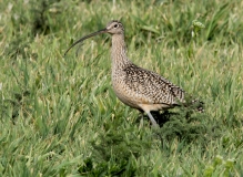 Long-billed Curlew - 1