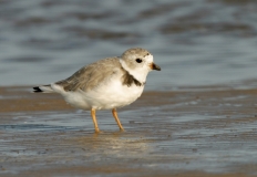Piping Plover - 2