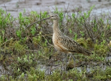Long-billed Curlew - 2