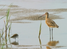 Marbled Godwit - 1