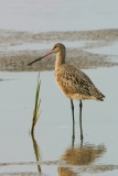 Marbled Godwit - 2