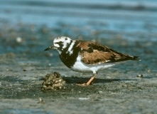 Ruddy Turnstone - 1