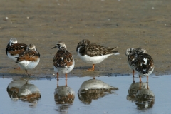 Ruddy Turnstones - 2