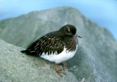 Black Turnstone