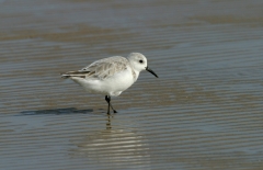 Sanderling - 1