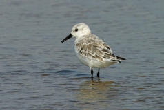 Sanderling - 2