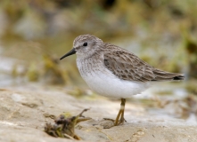 Least Sandpiper - 1