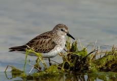 Least Sandpiper - 2