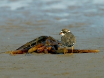 Semi-palmated Plover - 1