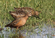 Long-billed Dowitcher