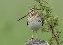 Wilson's Snipe - 1