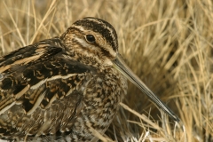 Wilson's Snipe - 2
