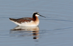 53-Wilson's Phalarope - 1