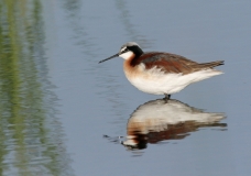 Wilson's Phalarope - 2