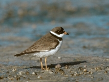 Semi-palmated Plover - 2