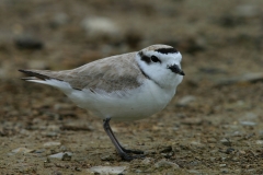 Snowy Plover - 1