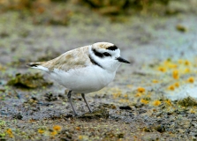 Snowy Plover - 2