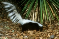 Hooded Skunk