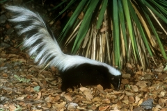 Hooded Skunk