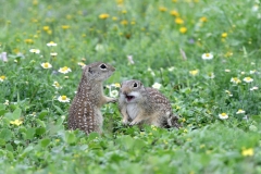 Mexican Ground Squirrels
