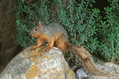 Mexican Fox Squirrel