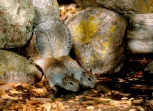 Rock Squirrel Twins
