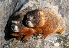 Yellow-bellied Marmots