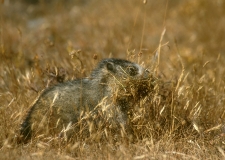 Hoary Marmot