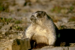 Hoary Marmot-2