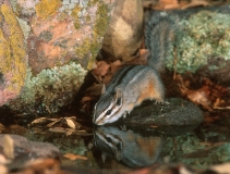 Cliff Chipmunk