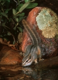 Cliff Chipmunk - 2