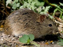 Hisped Cotton Rat
