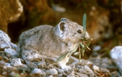 American Pika