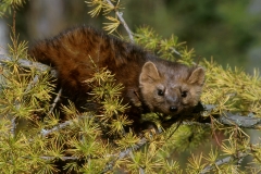 American Marten