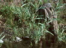 Black-tailed Jack Rabbit