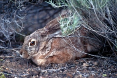Black-tailed Jack Rabbit - 2