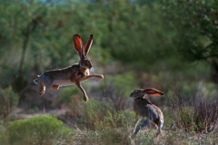 Black-tail Jack Rabbits Boxing