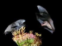 Mexican Long-tongued Bats