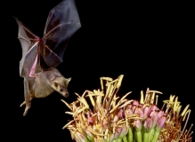 Southern Long-nosed Bat