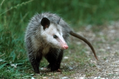 Virginia Opossum