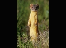 Long-tailed Weasel
